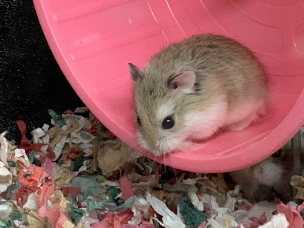 Hamster Existential Angst